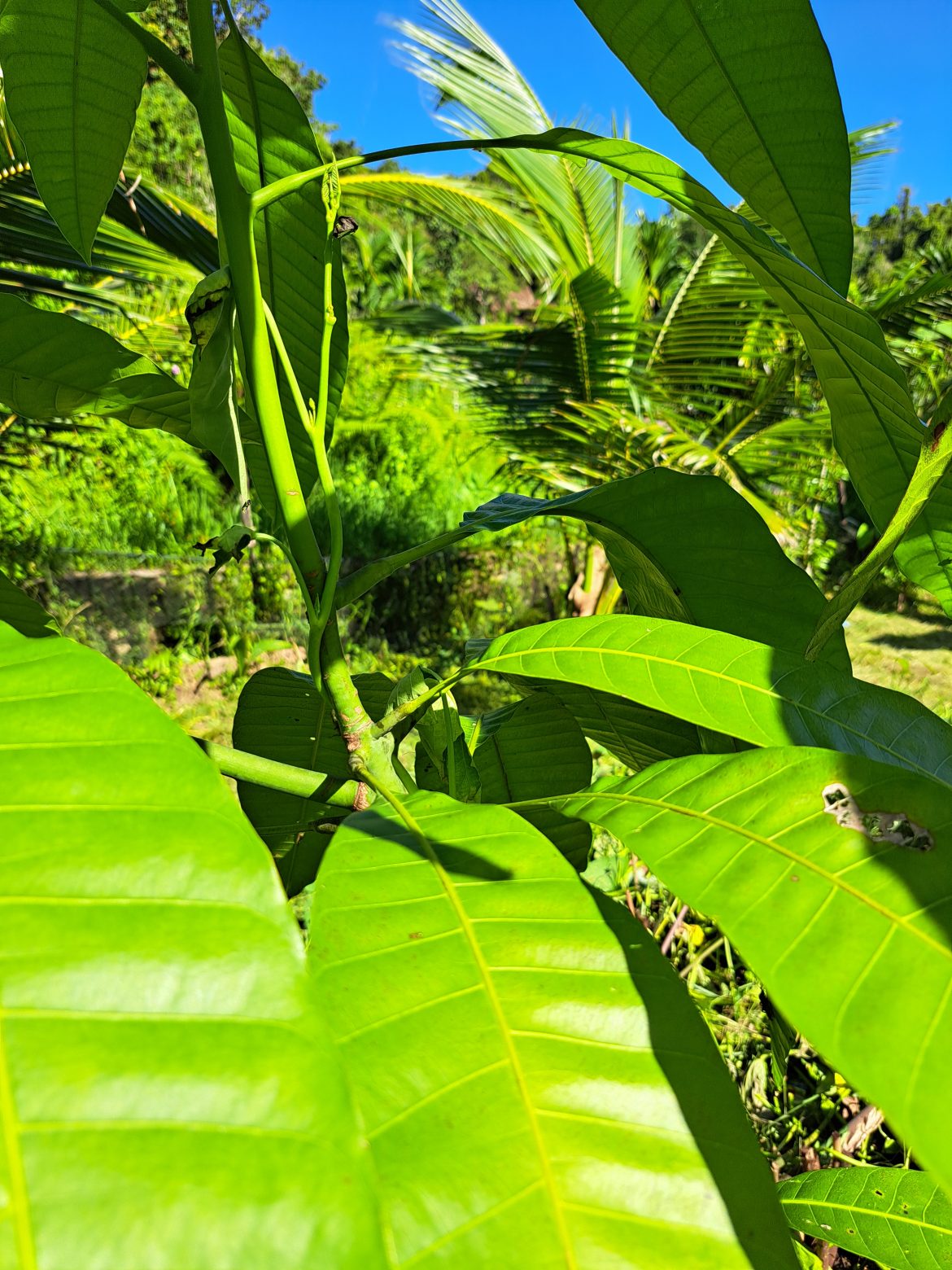 Nasehat Abu Wail tentang Celaan
