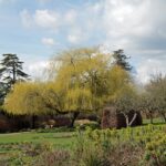 willow-tree-1591353_960_720