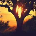 pexels-bill-white-20303