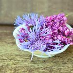 blossoms-765757_1920