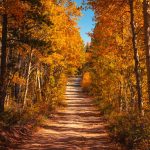 pexels-joshuaworoniecki-18790368